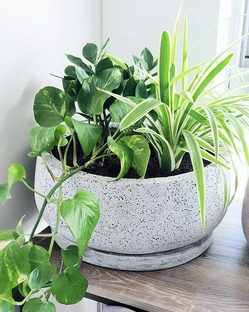 Ways to Use Philodendron 17