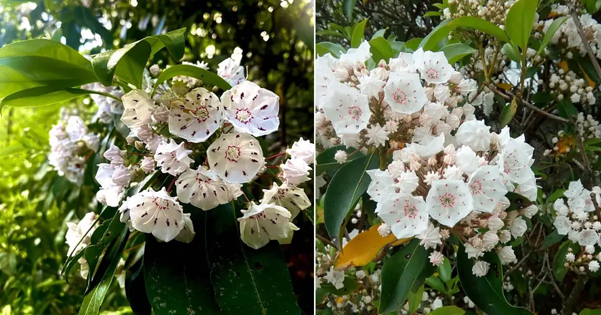 Connecticut state flower and how to grow it balcony garden web