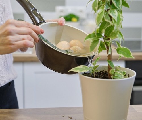 Unconventional Gardening Tricks indoor 
