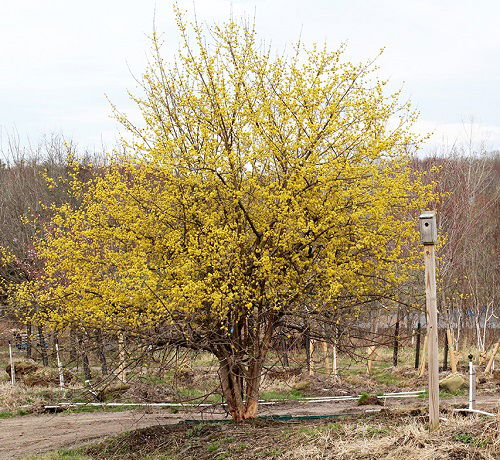 Beautiful Yellow Flowers tree 