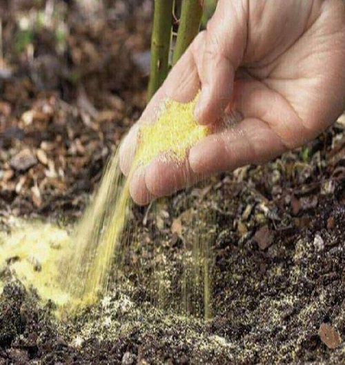 useful Gardening Tricks to Become a Pro Gardener 5