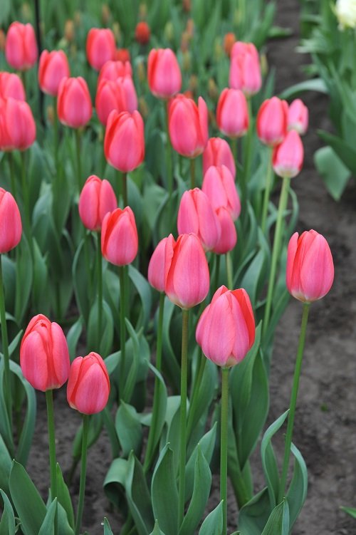 Pink Tulips 25