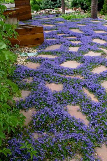 21 Best Walkable Ground Covers