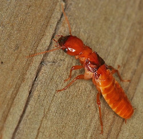 Bugs That Look Like Termites 12