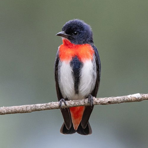 lovely birds with red chests on stem
