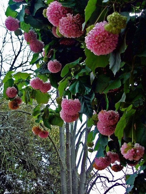 Pink Snowball Tree 2