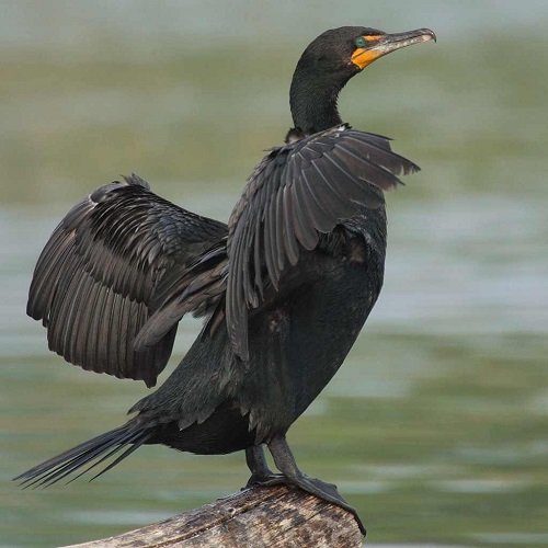 Black Birds with Yellow Beaks 19