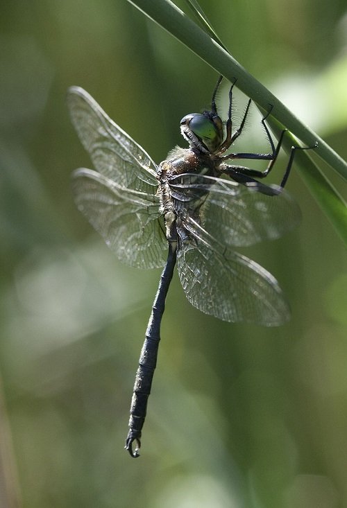 Types of Dragonfly 1