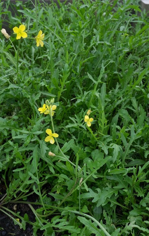 Yellow Flowering Herbs 15