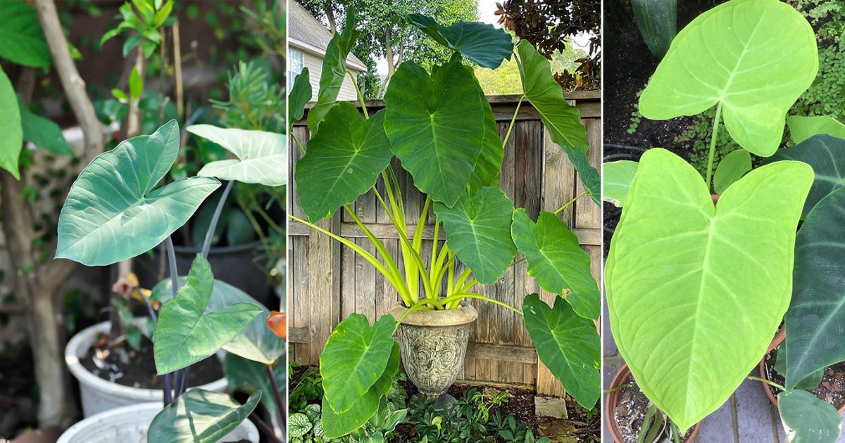 Everything About Growing Malanga Plant Easily