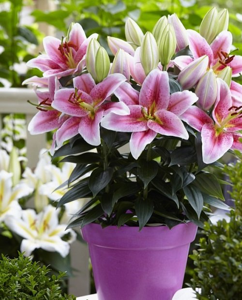 20 Different Types of Pink Lily Varieties | Balcony Garden Web