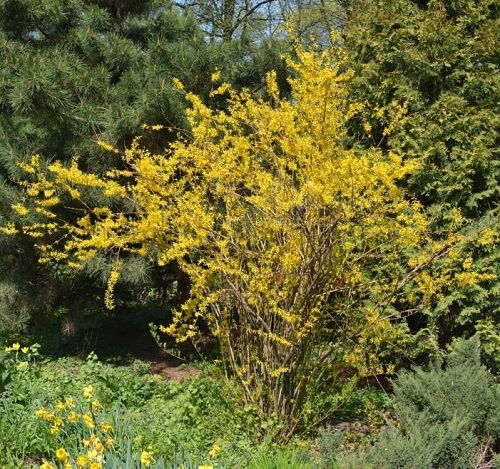 Awesome Yellow Flowers tree