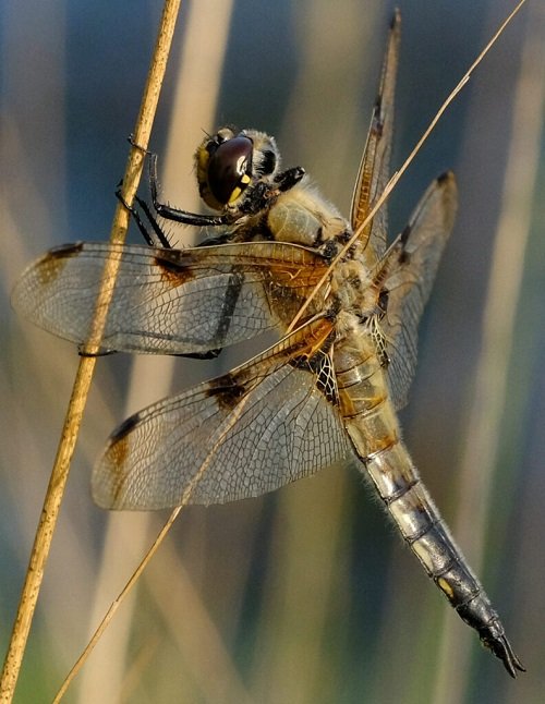 Types of Dragonfly 23