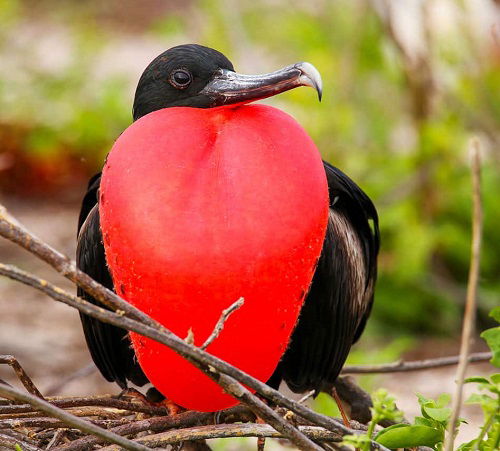 amazing Awesome Birds with a Red Chest