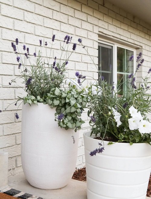 Planters with Lavender Ideas 15