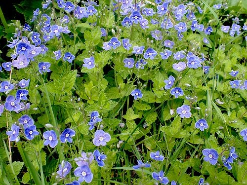 Weeds with Blue Flowers 13