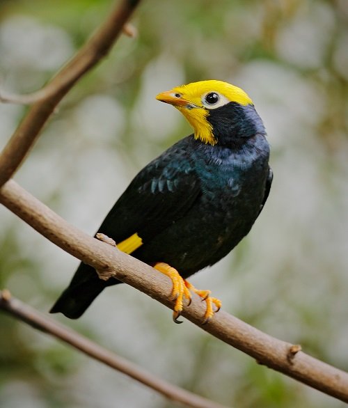 Black Birds with Yellow Beaks 17