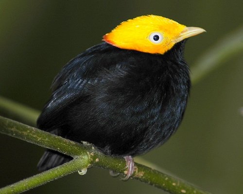 Black Birds with Yellow Beaks 11