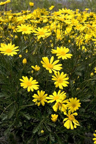 26 Best Gold Flowers | Golden Flowers | Balcony Garden Web