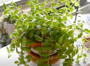 23 Different Types of Lipstick Plant Varieties | Balcony Garden Web