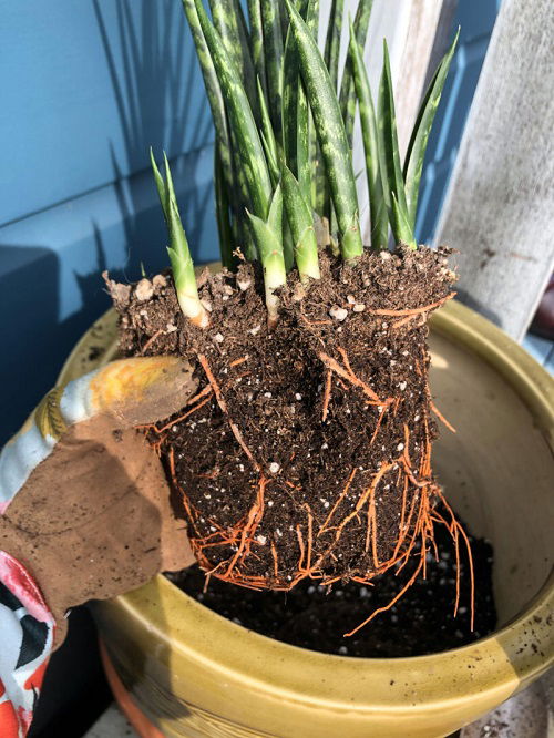 Prune Roots In a Timely and Strategic Way