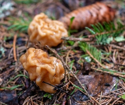 Mushrooms that Look Like a Brain 7