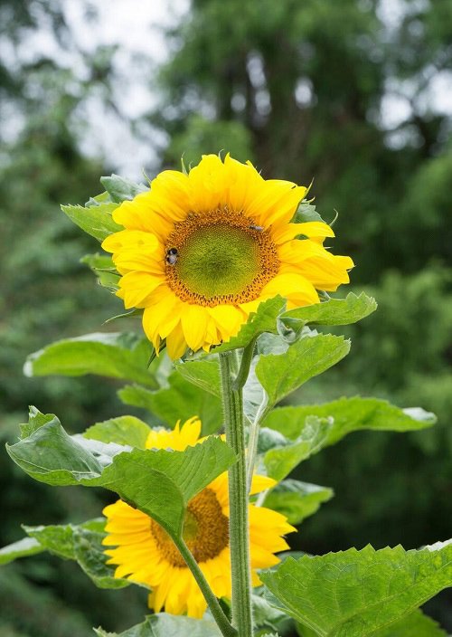 Giant Sunflower Varieties in Garden