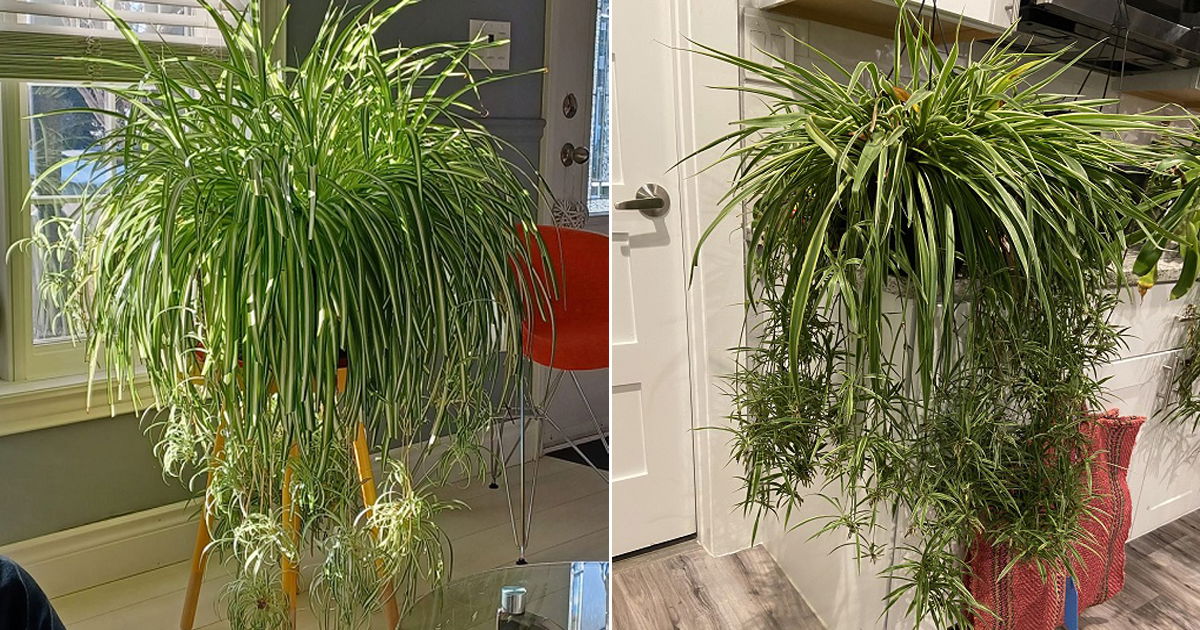 How to Make a Spider Plant Bushier & Lush: 8 Tricks | Balcony Garden Web