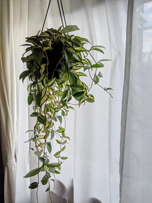 Indoor Plants to Hang From the Ceiling