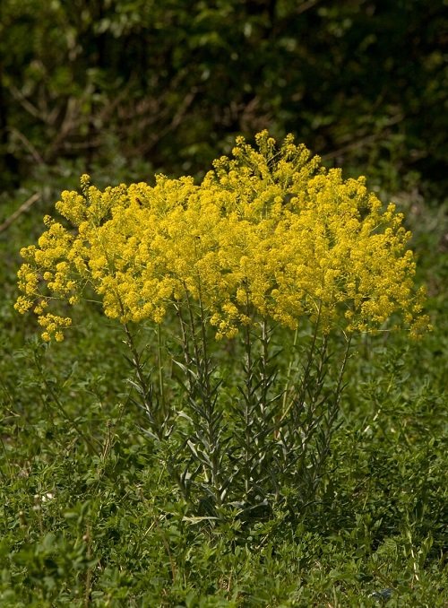 Yellow Flowering Herbs 9