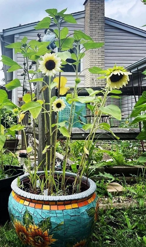 Giant Sunflower Varieties 18