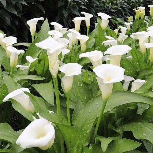 12 Striking White Calla Lily Varieties | Balcony Garden Web