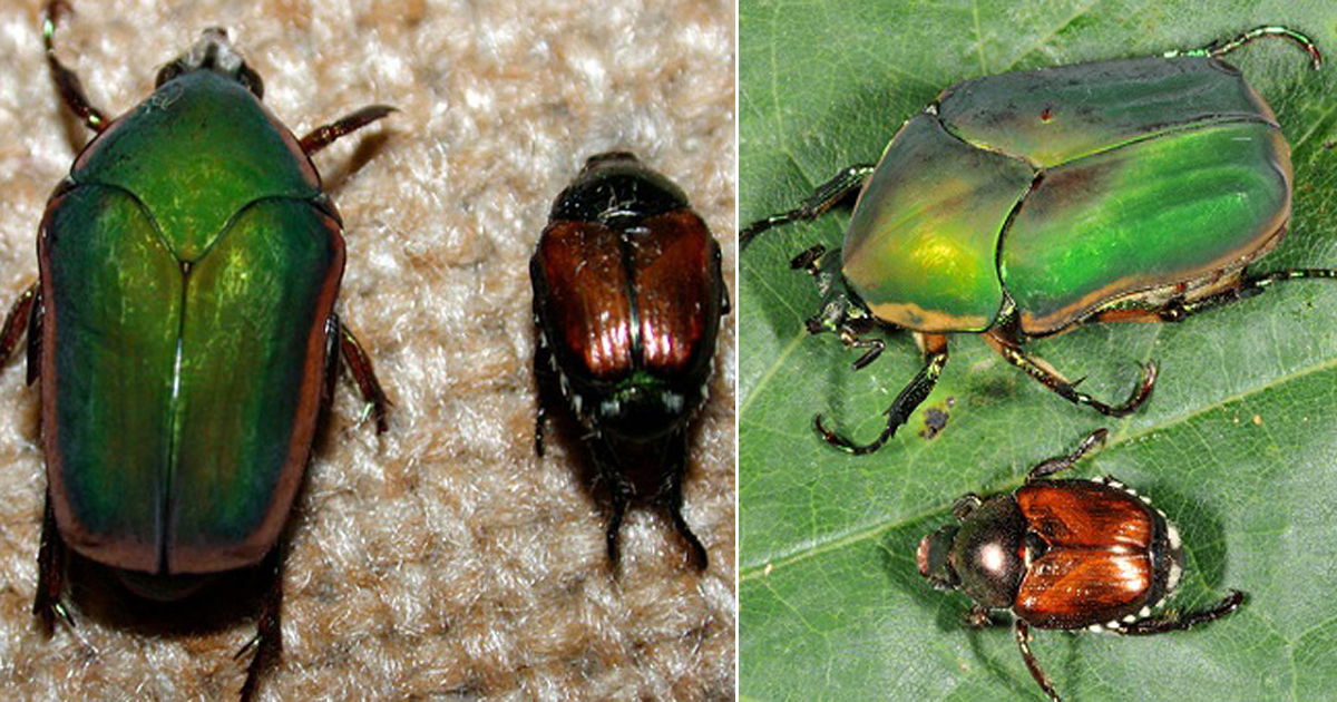 June Bug vs Japanese Beetle: All the Differences | Balcony Garden Web