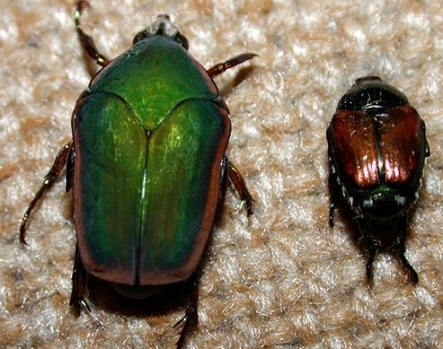 June Bug vs. Japanese Beetle 1