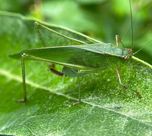 amazing Green Insects That Remind Us of Leaves