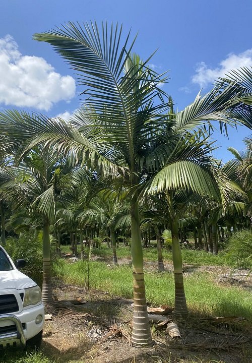 King Palm Tree 1