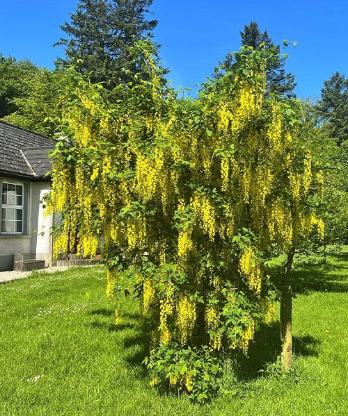 Amazing Yellow Flower tree near home 