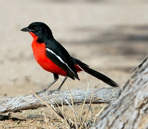 Birds with Red Chest 18