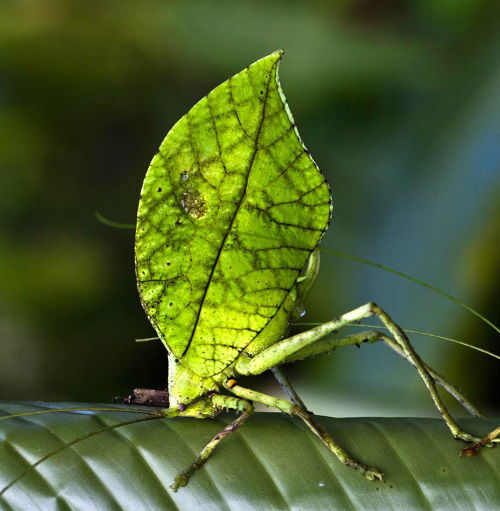 Green Insects Resembling Leaves