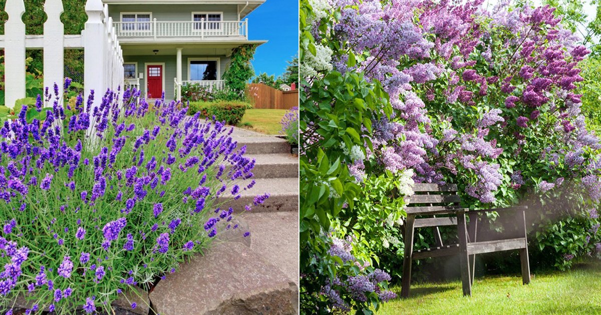 Lilac vs. Lavender: 5 Differences Between the Edible Purple Blooms - A-Z  Animals