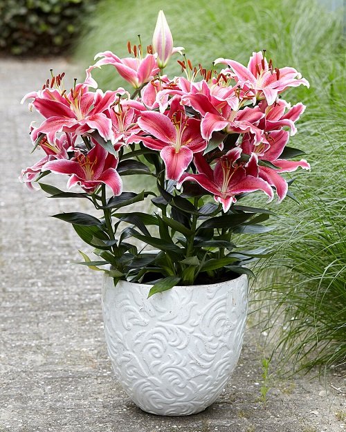 20 Different Types of Pink Lily Varieties | Balcony Garden Web
