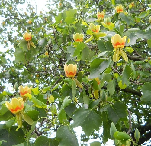 Trees with Yellow Flowers 15