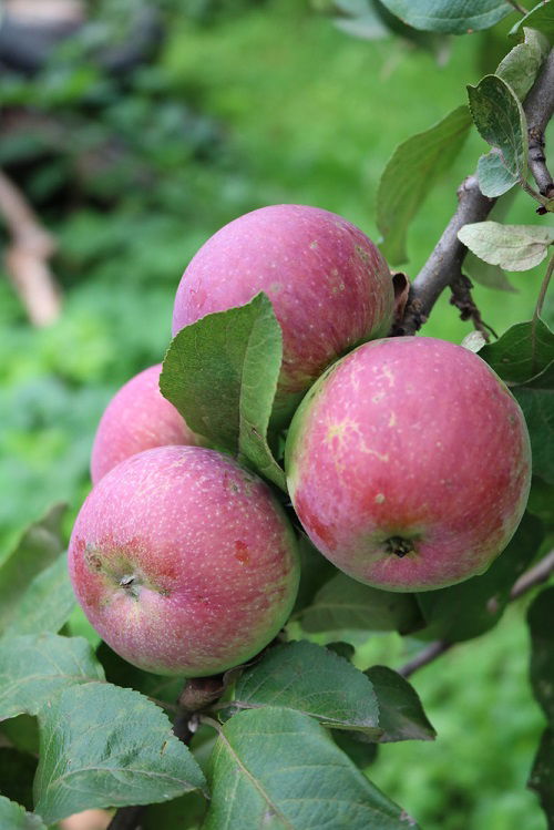 How to Make Pink Lady Apples Pink – Grow Great Fruit