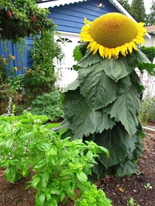 Giant Sunflower Varieties 11