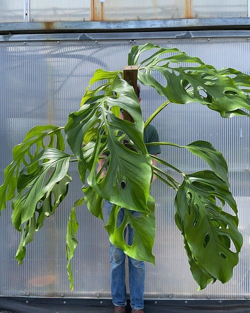 Types of Monstera to Grow in Water 7