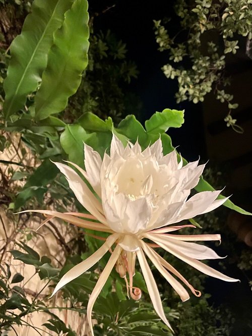 How to Get Night Blooming Cereus to Bloom 2