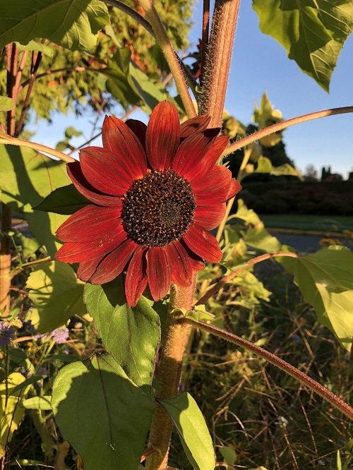 Giant Sunflower Varieties for the Garden 5