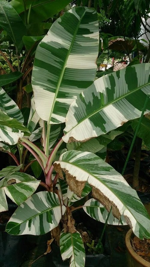 Variegated Banana Plant 1
