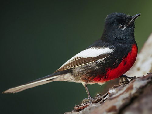 amazing Birds with Red Chest 