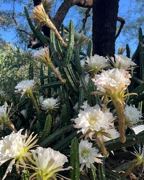 How to Get Night Blooming Cereus to Bloom 3
